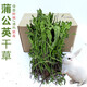 咪貝萌蒲公英草干草葉子整箱500g寵物兔子草糧飼料龍貓荷蘭豬豚鼠牧草 烘干蒲公英草 凈重500克