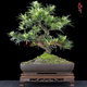 春花妙意雀舌小葉羅漢松 室內(nèi)陽臺觀葉盆景 羅漢松盆栽盆景 雀舌羅漢松2.5厘米主干造型 不含盆