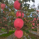 籬原紅甘肅慶城縣高原水果新鮮脆甜爽口多汁慶陽(yáng)紅富士蘋(píng)果水晶富士蘋(píng)果 75-80mm中果24枚凈果10斤