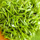 安吉白茶特級2025年新茶春茶珍稀明前豆香味綠茶葉高山250g罐裝 250g