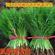 新鮮蔬菜帶根茴香現(xiàn)拔露天食用茴香菜茴香苗做茴香餃子茴香包子餡 兩斤