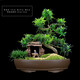 瀚林怡景（HANLINYIJING）小葉雀舌羅漢松盆景植物樹樁造型老樁室內(nèi)綠植客廳辦公室桌面盆栽 雀舌羅漢松S型-牧童晚歸