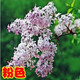 丁香花樹(shù)苗嫁接高桿丁香樹(shù)苗耐寒耐旱庭院花卉植物室外綠化苗木景觀(guān)風(fēng)景樹(shù)盆栽陽(yáng)臺 粉色丁香 5年（叢生苗）