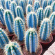 意軒仙人柱仙人掌科仙人球多肉植物盆栽開(kāi)花辦公室實(shí)生 藍柱12厘米左右高度