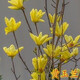 紫玉蘭樹(shù)苗四季盆栽盆景玉蘭花苗紅玉蘭大苗帶花苞盆栽地栽綠化風(fēng)景耐寒玉蘭花苗大型庭院樹(shù)木 黃玉蘭 3公分粗