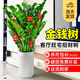 愛優(yōu)尚金錢樹盆栽客廳室內(nèi)大型綠植辦公室盆景搖錢串子喬遷開業(yè)源頭直發(fā)