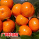 顏怒正宗嫁接砂糖橘子樹(shù)苗無(wú)籽蜜橘樹(shù)苗盆栽地栽果樹(shù)苗南方北方種植 廣元沙糖桔 六年大苗 當年結果多