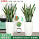 Only you【兩小時(shí)達(dá)】發(fā)財(cái)樹(shù)金錢(qián)樹(shù)綠蘿大綠植物組合盆栽公司門(mén)口開(kāi)業(yè)喬遷 虎尾蘭一對(duì)