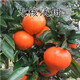 子豪緣無(wú)核沃柑橘樹(shù)苗南北種植茂谷柑橘香橙頭鉆木嫁接橘樹(shù)苗盆栽地栽 4年苗當年結果 81cm(含)-110cm(含)