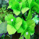 三角梅苗三角梅花卉室內(nèi)陽(yáng)臺(tái)植物盆栽陽(yáng)臺(tái)地栽重瓣爬藤盆景大苗 長(zhǎng)期長(zhǎng)久 四季循環(huán)開花 青草妹妹3年苗 默認(rèn)