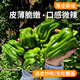 密農(nóng)人家 新鮮薄皮脆椒 麻椒 生態(tài)種植 微甜多汁青椒脆嫩爽口新鮮蔬菜300g