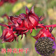 花中酷  花卉種子紅桃K種子 散裝洛神花種子 紅桃K種子 玫瑰茄種子 洛神花種子 100粒
