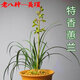 玫絢單苗價(jià)格 蘭花 蕙蘭 包成活 包開(kāi)花 客廳 辦公室綠植盆栽花卉 特香關(guān)頂 拍多件發(fā)連體苗 不含盆