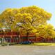 黃花風(fēng)鈴木樹(shù)苗黃金風(fēng)鈴木苗風(fēng)鈴木庭院別墅校園種植行道樹(shù) 直徑3厘米粗 其它
