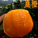 歐悟嫁接橙子苗 臍橙樹(shù)苗夏橙苗 晚臍橙苗盆栽地栽庭院陽(yáng)臺果樹(shù)苗 倫晚夏橙兩年苗