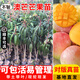 芥圃芒果樹苗 官方旗艦 嫁接芒果苗大金煌芒四季紅貴妃南方種植果樹苗 澳芒果苗【帶土帶葉發(fā)貨】 2年苗 高度：60-80公分
