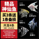 瘋狂水草神仙魚活體七彩燕魚熱帶觀賞魚淡水水族寵物熱帶耐活魚苗小型 劃算價3cm精品神仙魚3+1 B款