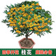 姬緣希四季桂花樹(shù)苗耐寒嫁接桂花樹(shù)金桂丹桂庭院盆栽地栽濃香型花卉綠植 四季金桂 4年苗【當年開(kāi)花】