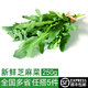 綠食者 新鮮芝麻菜250g 德國芥菜火箭菜 新鮮蔬菜西餐沙拉健康輕食食材