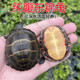 龜龜爬天下東錦東部錦龜苗深水龜小烏龜西錦南錦龜活體寵物觀(guān)賞外塘情侶活物 精選純底2-3厘米 1只單身