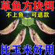 草魚方塊餌料主攻大草魚秋冬釣草魚鯉魚青魚鰱鳙專用神器快速霧化 1包【快速上魚】果酸