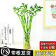 綠有意富貴竹水培植物轉運竹花卉綠植室內盆栽綠水養帶根鮮花發(fā)蘿財 【帶根發(fā)貨】轉運竹6根+營(yíng)養液 不含盆