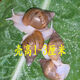 白玉蝸?；铙w寵物蝸牛巨型明珠特大蝸牛宿舍小蝸牛觀(guān)賞幼兒園家養 殼高1-3厘米6只發(fā)中通