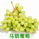磊鳳熙葡萄苗爬藤葡萄樹(shù)苗葡萄苗無(wú)籽葡萄大苗庭院地栽果樹(shù)苗南北方種植 馬奶 2年苗（好成活）