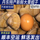 大黃蜆子鮮活無(wú)沙蛤蜊大文貝扇貝海鮮貝類(lèi)丹東黃蜆【順豐特快】 5斤(凈重)  （110-130粒） 丹東大黃蜆子