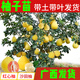 嫁接柚子苗紅心三紅蜜柚樹(shù)苗南方種植盆栽地栽當年結果庭院果樹(shù)苗 泰國紅寶石2年苗【帶土帶葉】 70cm(含)-79cm(含)