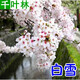 千葉林日本櫻花樹(shù)苗嫁接早櫻樹(shù)苗晚櫻苗盆栽地栽綠化苗木庭院樹(shù)苗 白雪櫻(根莖2公分粗當年開(kāi)花) 其他