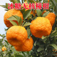 旭力碰柑苗嫁接碰柑苗柑橘樹(shù)苗嫁接柑桔苗蘆柑桔子樹(shù)苗蘆柑苗川果苗木 3年苗 15cm以下