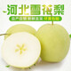 舉個梨子河北趙州正宗雪花梨梨子新鮮水果現(xiàn)摘脆甜多汁果園直發(fā) 【彩箱】凈重4.8斤單果310g以上