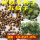 QCDD鹽膚木種子 藥材種子 鹽膚木樹(shù)種 鹽膚木苗木別名五倍子樹(shù)種 五倍子1斤