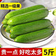 農(nóng)大姐妹水果黃瓜 水果小黃瓜 新鮮荷蘭水果黃瓜 應(yīng)季蔬菜 水果小青瓜 1斤