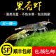 薩依藍黑殼蝦活體清潔淡水蝦水族箱生態(tài)觀(guān)賞蝦除藻蝦寵物蝦飼料草缸必備 黑殼蝦拍300只(發(fā)500只以備損耗)