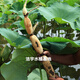 淺水藕種根蓮藕種藕深水藕種 高產(chǎn)食用蓮藕種苗 藕帶苗藕苗 精品白蓮 蓮藕苗5棵裝（帶芽發(fā)貨）