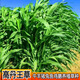 高丹王草種子養(yǎng)牛羊高產(chǎn)四季牧草喂雞鵝豬兔魚草大力士甜高粱種子 高丹王草種子 1斤
