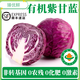 有機(jī)紫甘藍(lán)紫包菜新鮮蔬菜非轉(zhuǎn)基因0農(nóng)殘0化肥0激素 500g含8元運(yùn)費(fèi)
