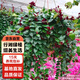 行湘口紅吊蘭盆栽垂吊綠植盆栽桌面綠植整盆+敞口塑料盆隨機(jī) 源頭直發(fā)