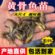 小許農家黃骨魚(yú)苗淡水養殖食用活體黃丫頭黃鴨叫昂刺魚(yú)黃辣丁黃顙魚(yú)苗批發(fā) 22條3-5cm黃骨魚(yú)（加2條防損）