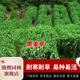 駿楷園林進(jìn)口牧草種子多年生黑麥草魚(yú)草四季可種耐寒養殖雞鴨鵝豬牛羊種籽 南方黑麥草種子1斤