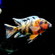瀚幻三湖慈鯛中大型活體熱帶觀賞魚馬鯛伊巴卡藍(lán)六間非洲王子藍(lán)面財(cái)神 OB孔雀8-10cm 1條