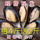 橙臻鮮鮮活大海虹青口貝淡菜貽貝鮮活水產(chǎn)貝類(lèi)海產(chǎn)品批發(fā) 6斤