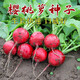 櫻桃蘿卜種子小型蘿卜陽(yáng)臺盆栽水果蘿卜春秋易種植蔬菜種子大全 櫻桃蘿卜種子【1包 約300?！? title=