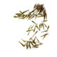 墨一黑殼蝦草缸清潔蝦烏龜龍魚飼料除藻蝦觀賞蝦工具蝦草蝦活體 發(fā)順豐50只+50只備損