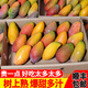 果戀匯（GUOLIANHUI）海南三亞樹(shù)上熟貴妃芒當季小芒果新鮮水果當季現貨整箱紅金龍順豐 凈重8斤裝（樹(shù)上熟）