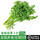 綠食者新鮮胡蘿卜葉子500g 胡蘿卜纓 新鮮現(xiàn)摘胡蘿卜葉 新鮮蔬菜