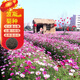 駿楷園林格?；ǚN子矮桿波斯菊種子庭院花籽草花組合四季開(kāi)花易活室外花卉 矮桿混色半斤