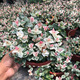 花葉絡(luò)石花苗盆栽彩葉絡(luò)石吊蘭四季垂吊耐熱耐寒植物庭院綠植花卉 花葉絡(luò)石顏色好 不含盆